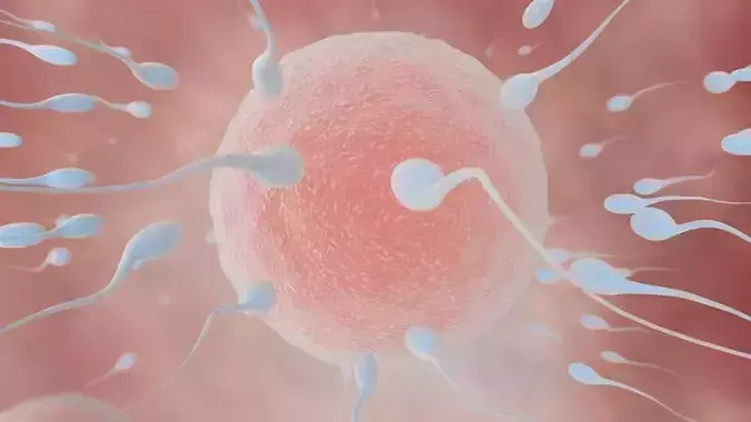 fertilization process 3D model fertilization process 3D model