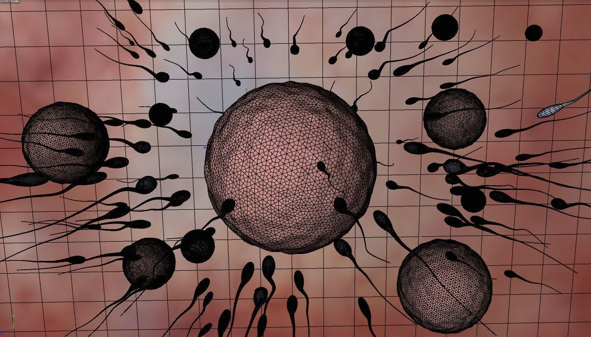 fertilization process 3D model_2
