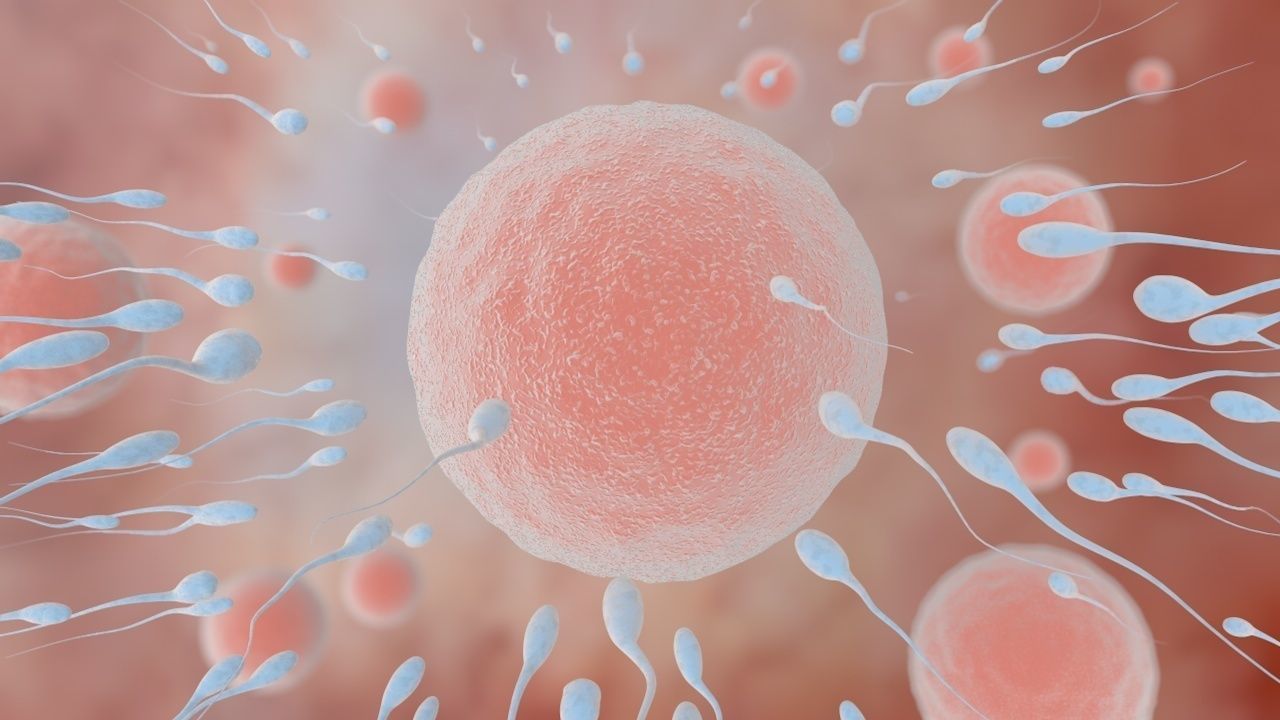 fertilization process 3D model_1