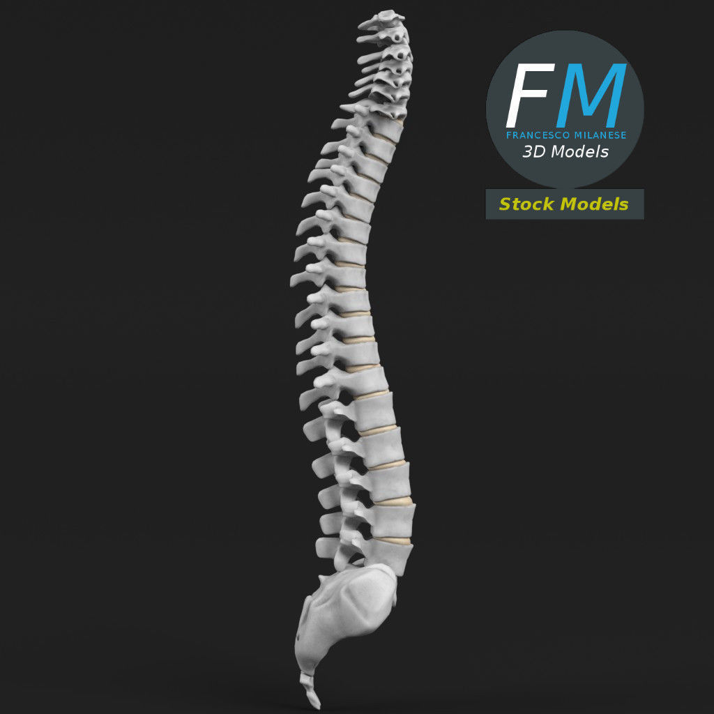 Anatomy - Human spine 2 3D model_4