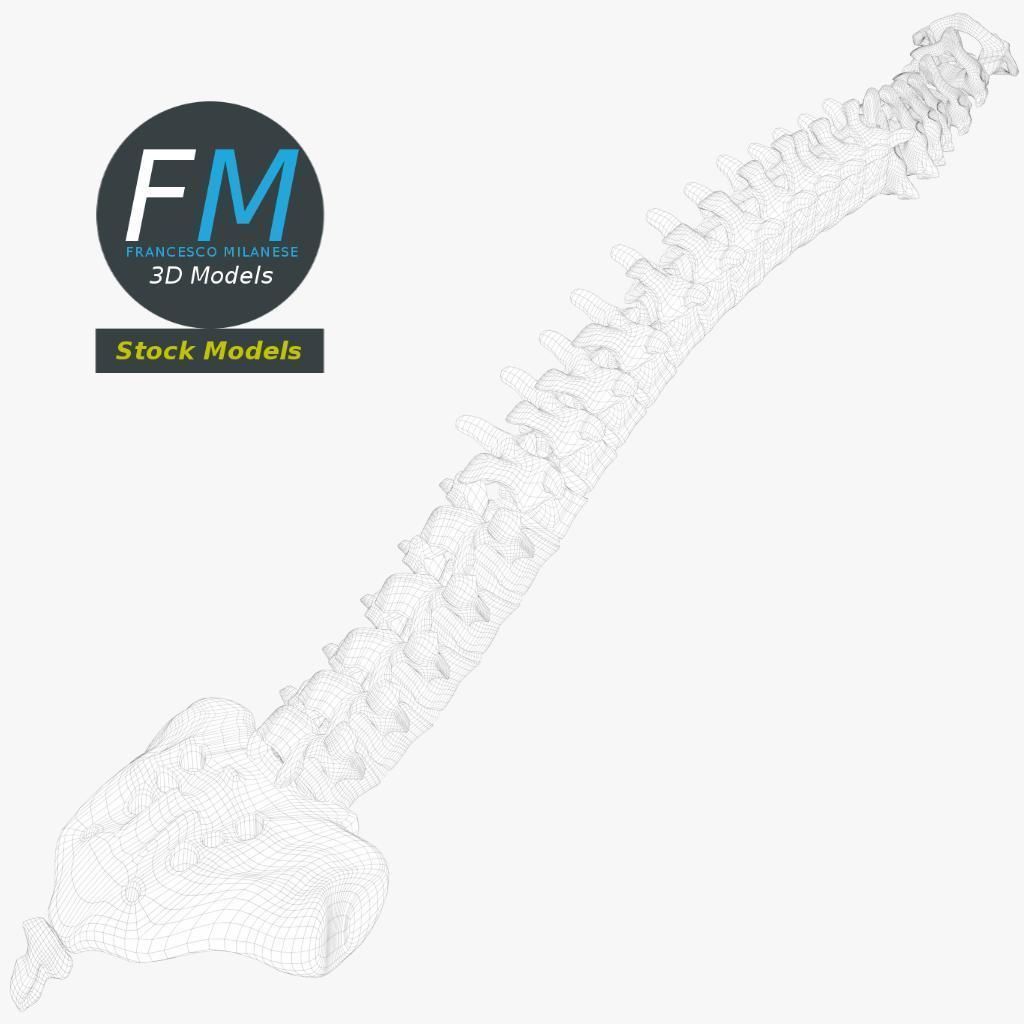Anatomy - Human spine 2 3D model_8