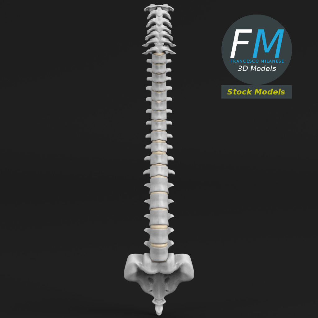 Anatomy - Human spine 2 3D model_3