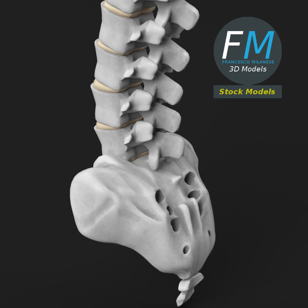 Anatomy - Human spine 2 3D model_5