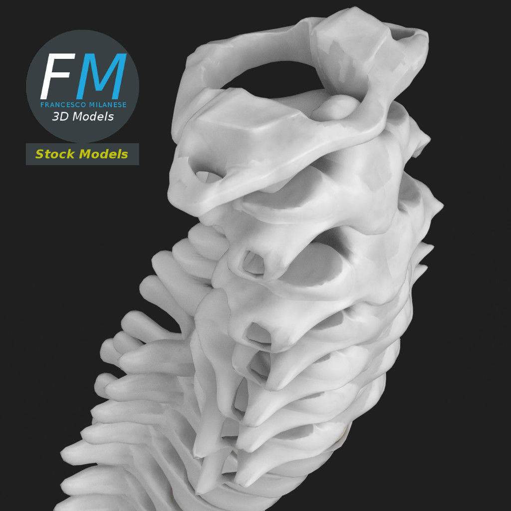 Anatomy - Human spine 2 3D model_6