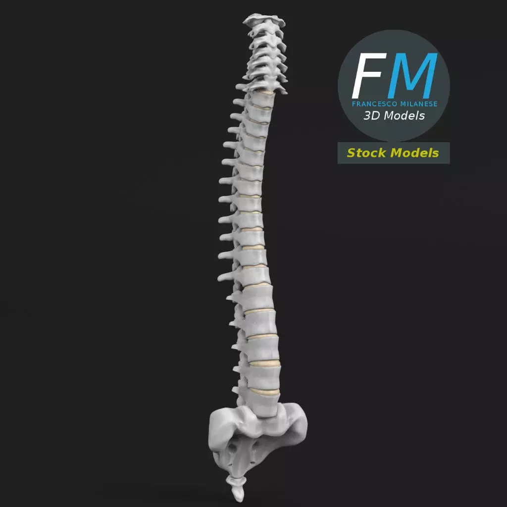 Anatomy - Human spine 2 3D model_0