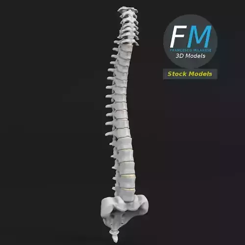 Anatomy - Human spine 2 3D model