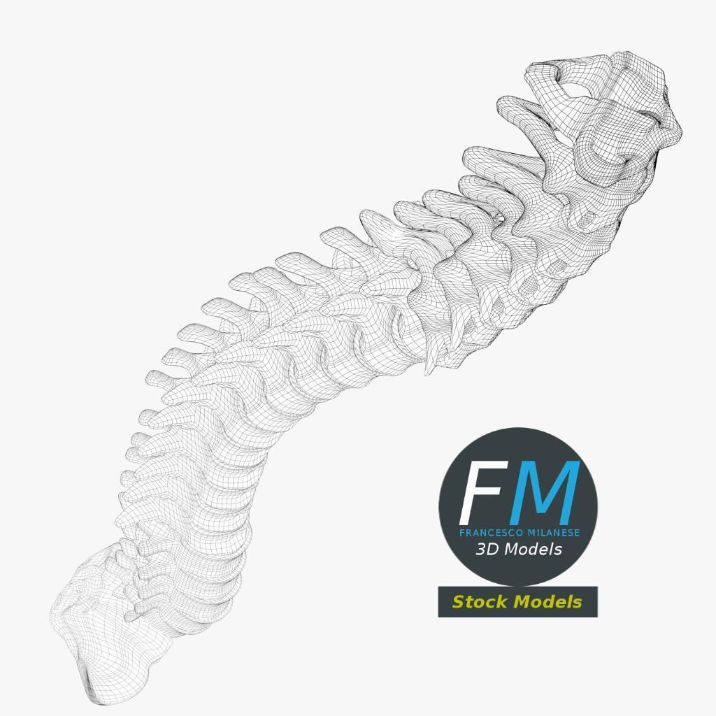 Anatomy - Human spine 2 3D model_7