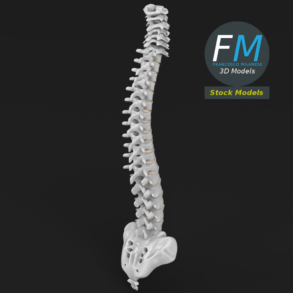 Anatomy - Human spine 2 3D model_2