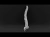 Anatomy - Human spine 2 3D model_2