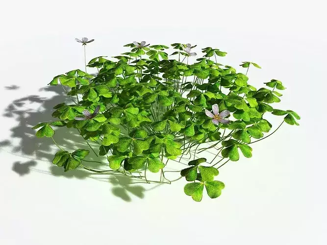 EVERYPlant Redwood Sorrel
