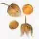 Physalis Fruit Low-poly 3D model 7