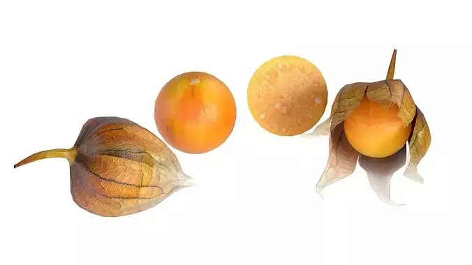Physalis Fruit Low-poly 3D model