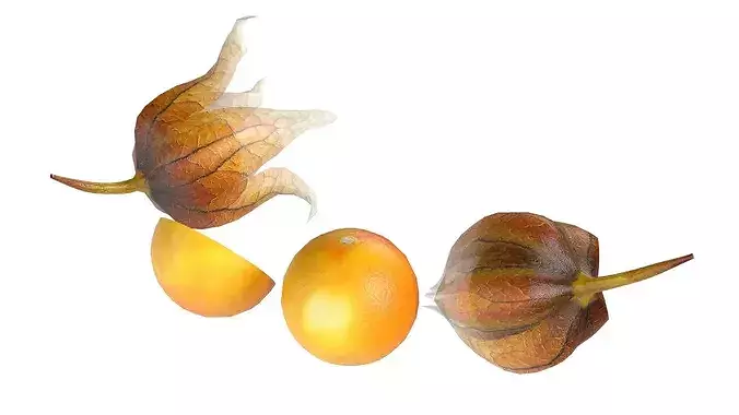 Physalis Fruit Low-poly 3D model 4