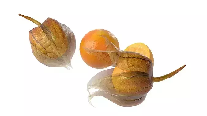 Physalis Fruit Low-poly 3D model 5