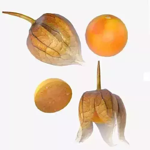 Physalis Fruit Low-poly 3D model 6