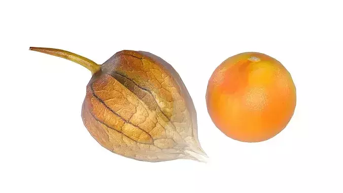 Physalis Fruit Low-poly 3D model 2