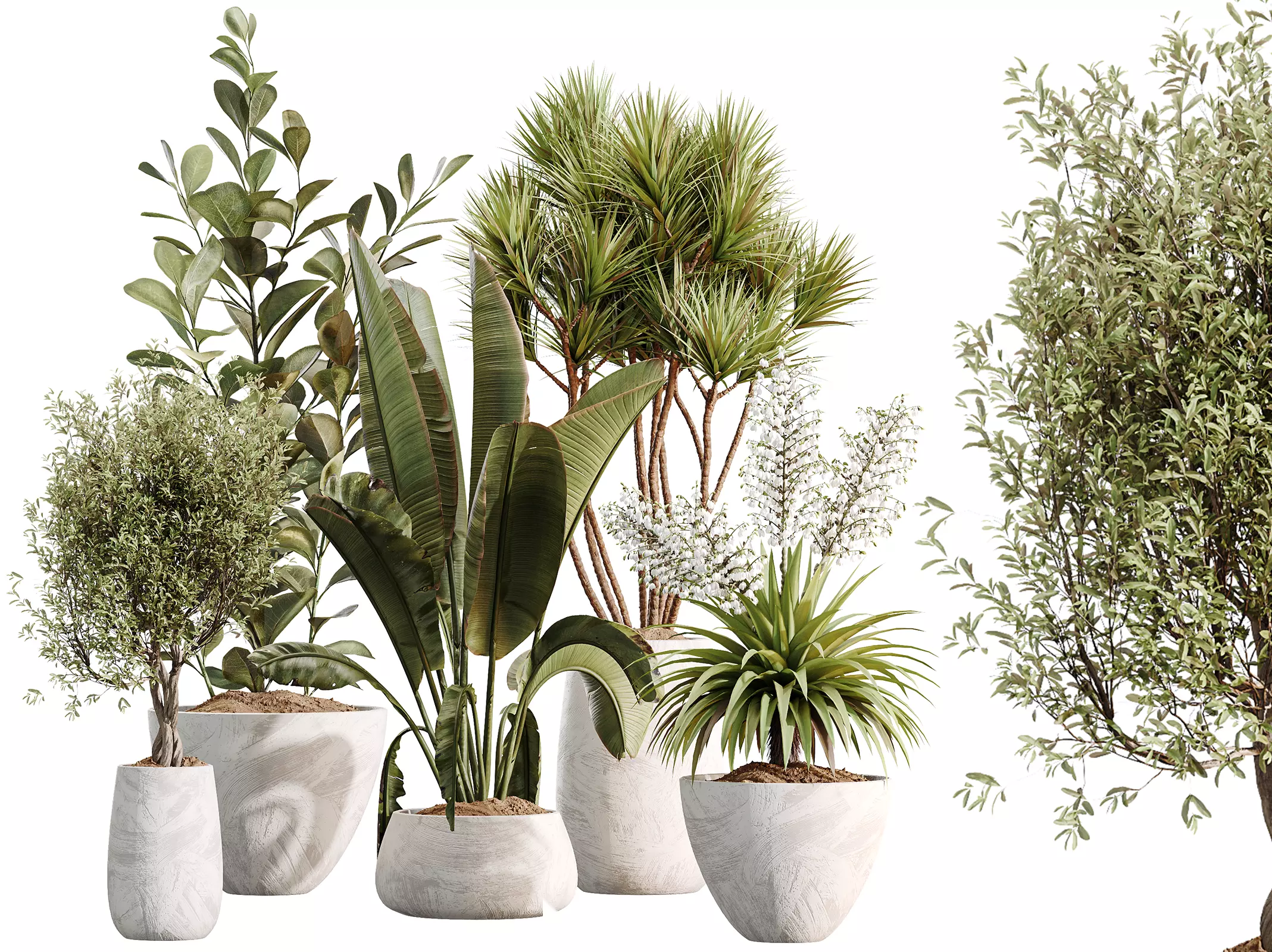 AV Indoor Plants Set 496 Yucca Banana Olive Ficus 3D model