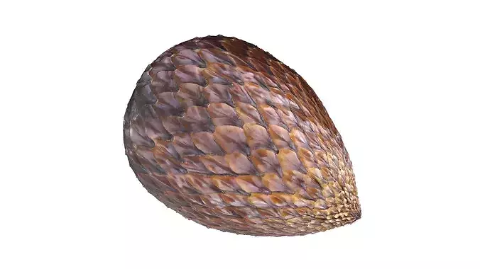 Salak Fruit Low-poly 3D model 4