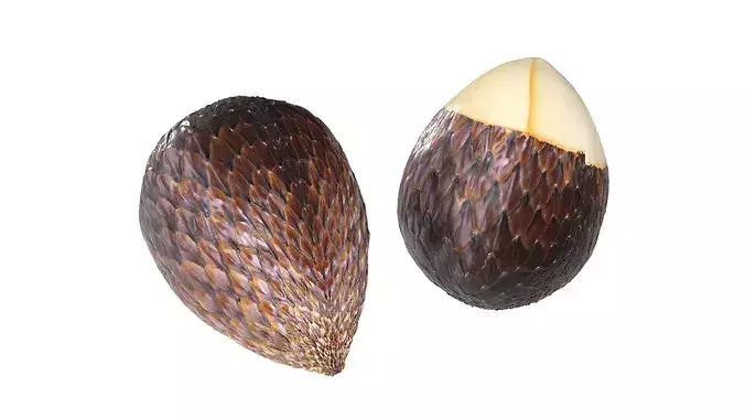 Salak Fruit Low-poly 3D model