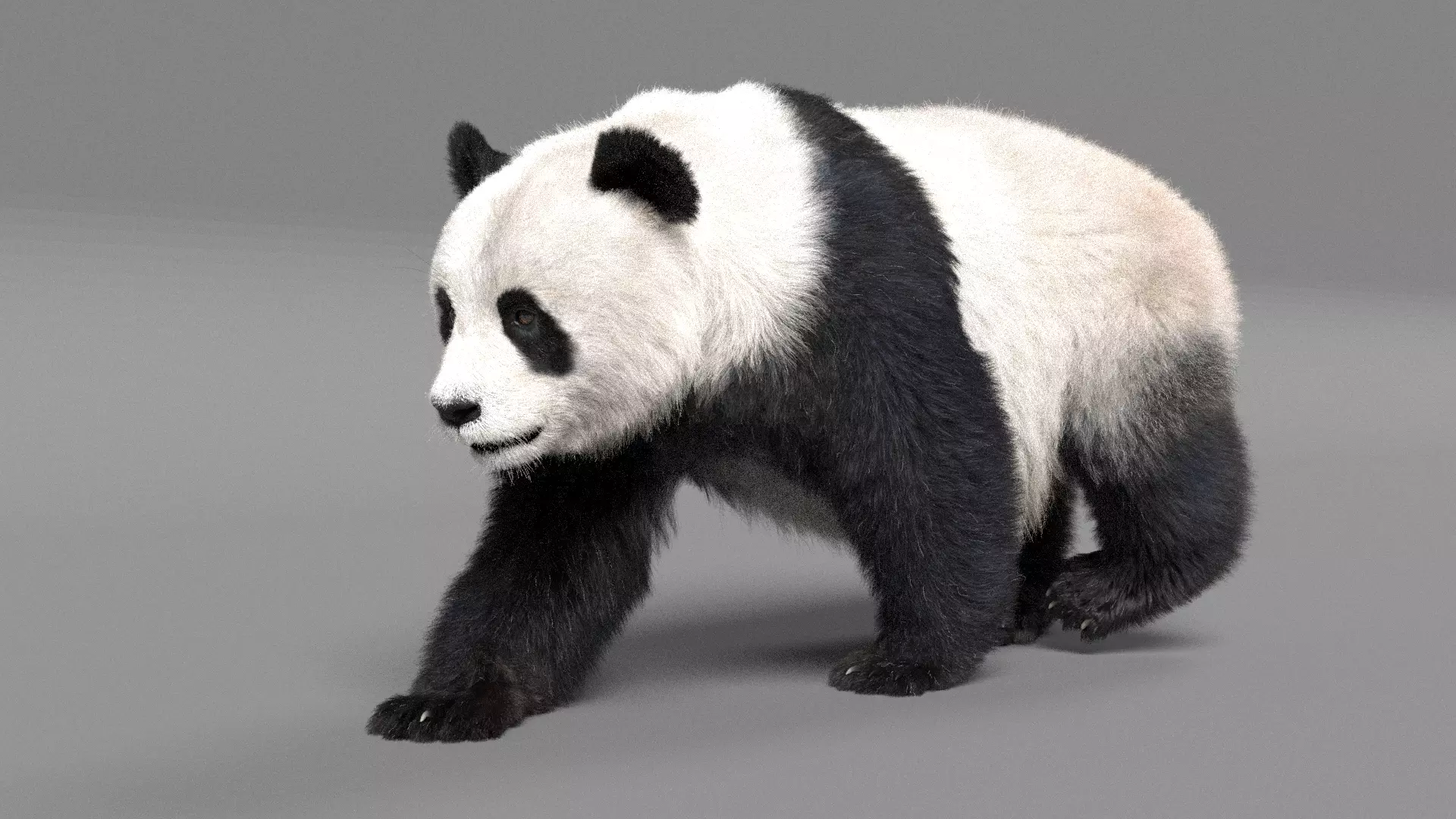 Panda 3D model