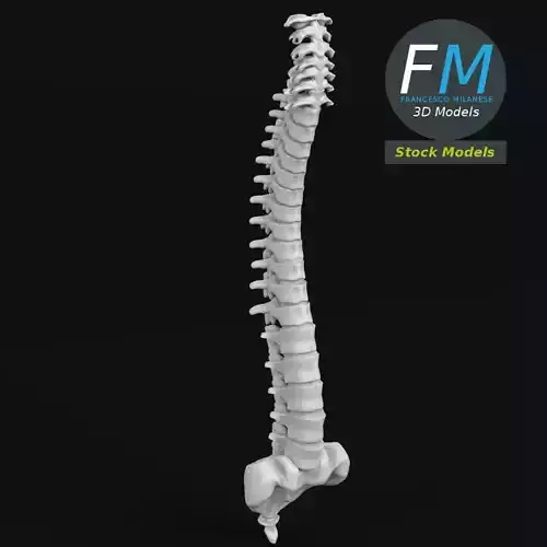 Anatomy - Human spine 3