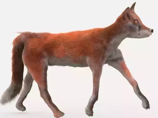 Red Fox Low-poly 3D model