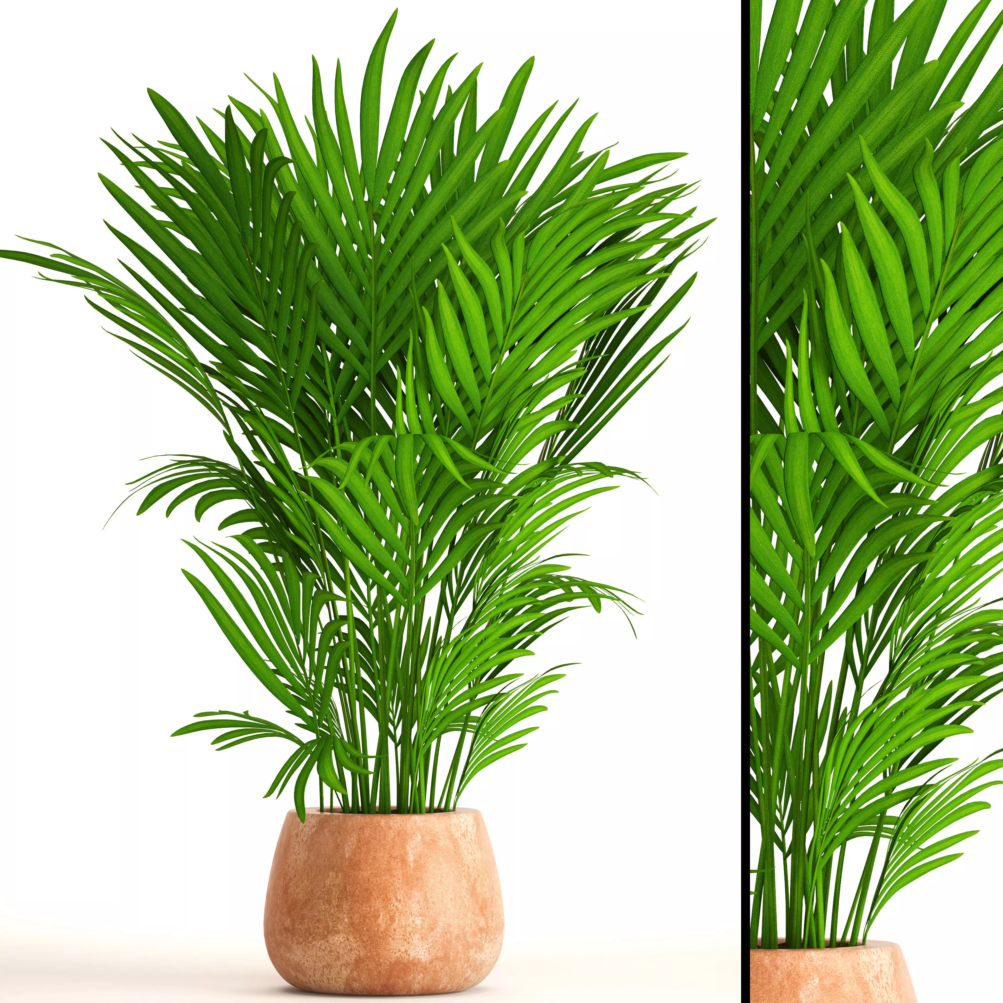 Howea Forsteriana 3D model
