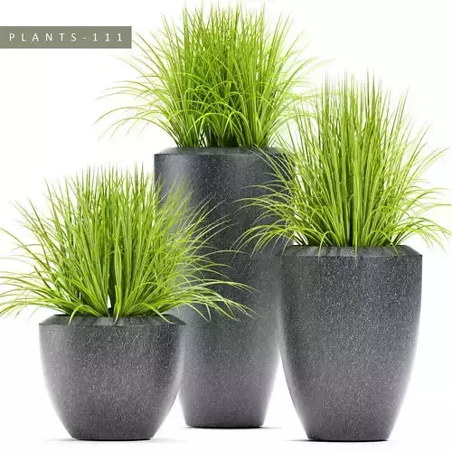 GRASS plant 111