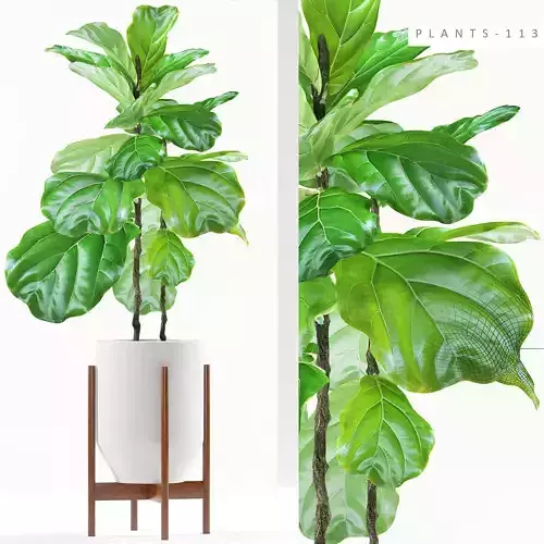 ficus plants 113