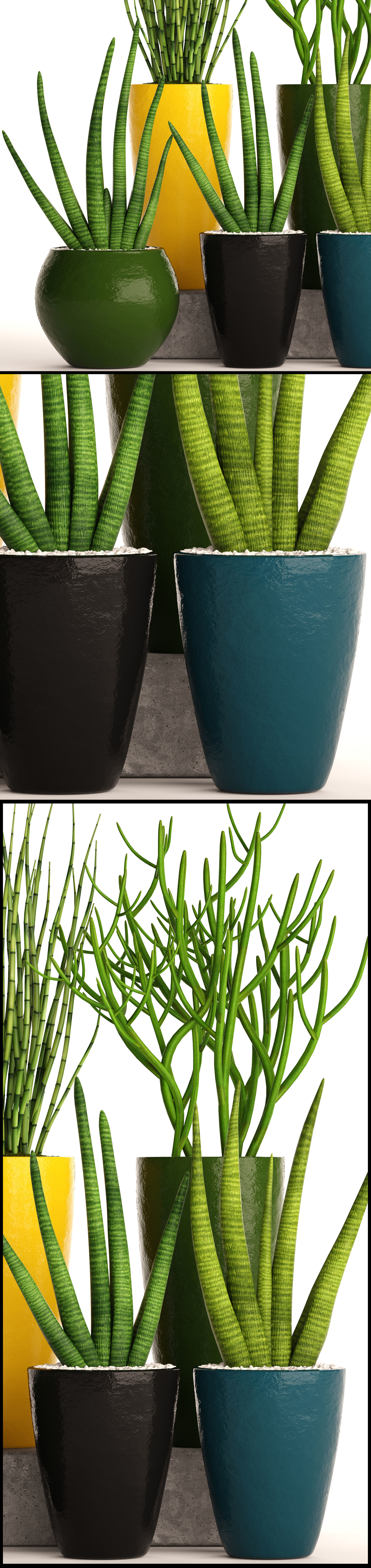 Sansevieria cylindrica set 3D model_9
