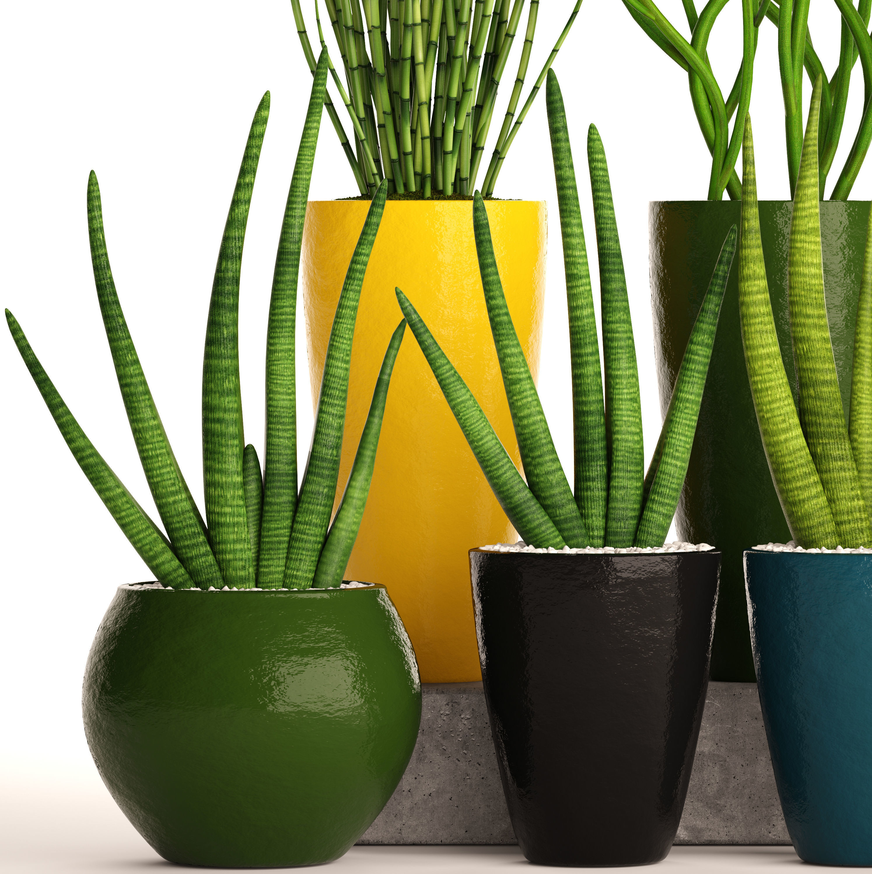 Sansevieria cylindrica set 3D model_2