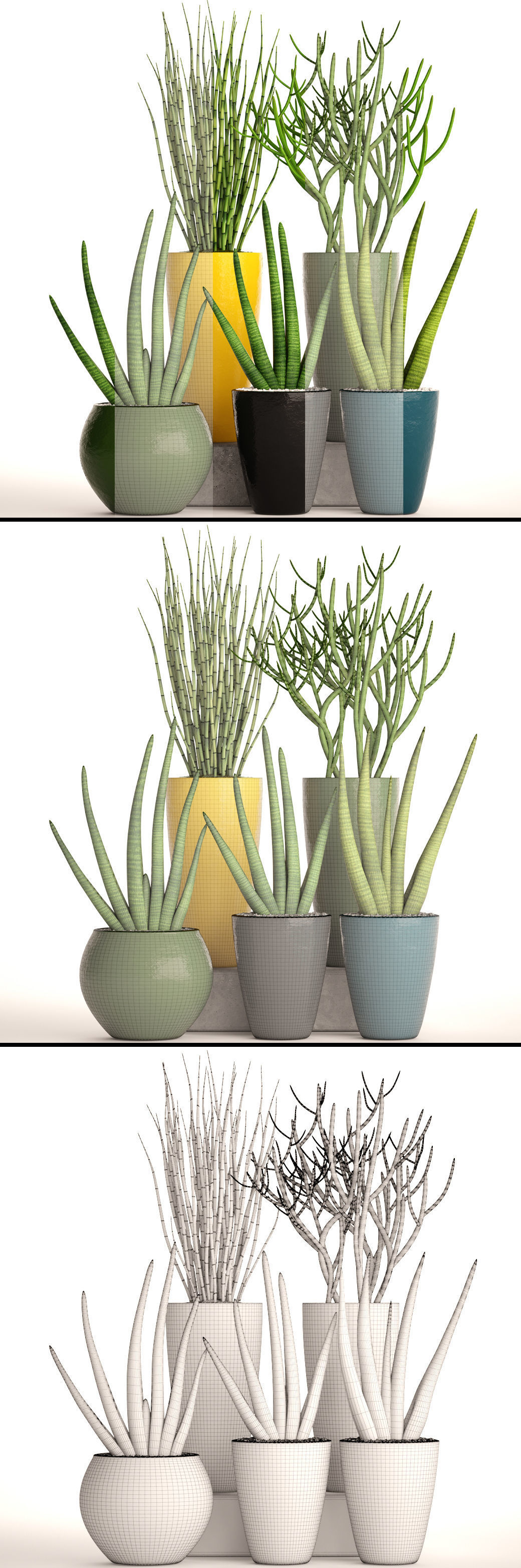 Sansevieria cylindrica set 3D model_6
