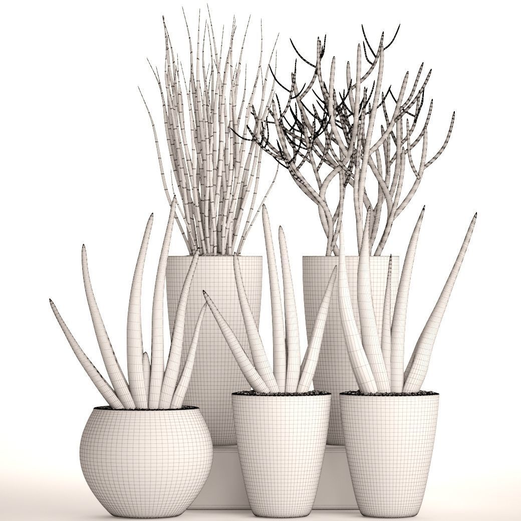 Sansevieria cylindrica set 3D model_4