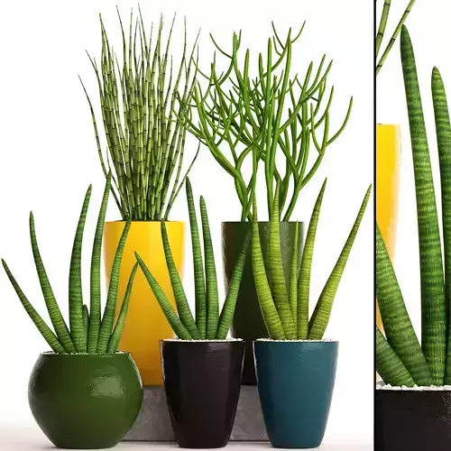 Sansevieria cylindrica set 3D model