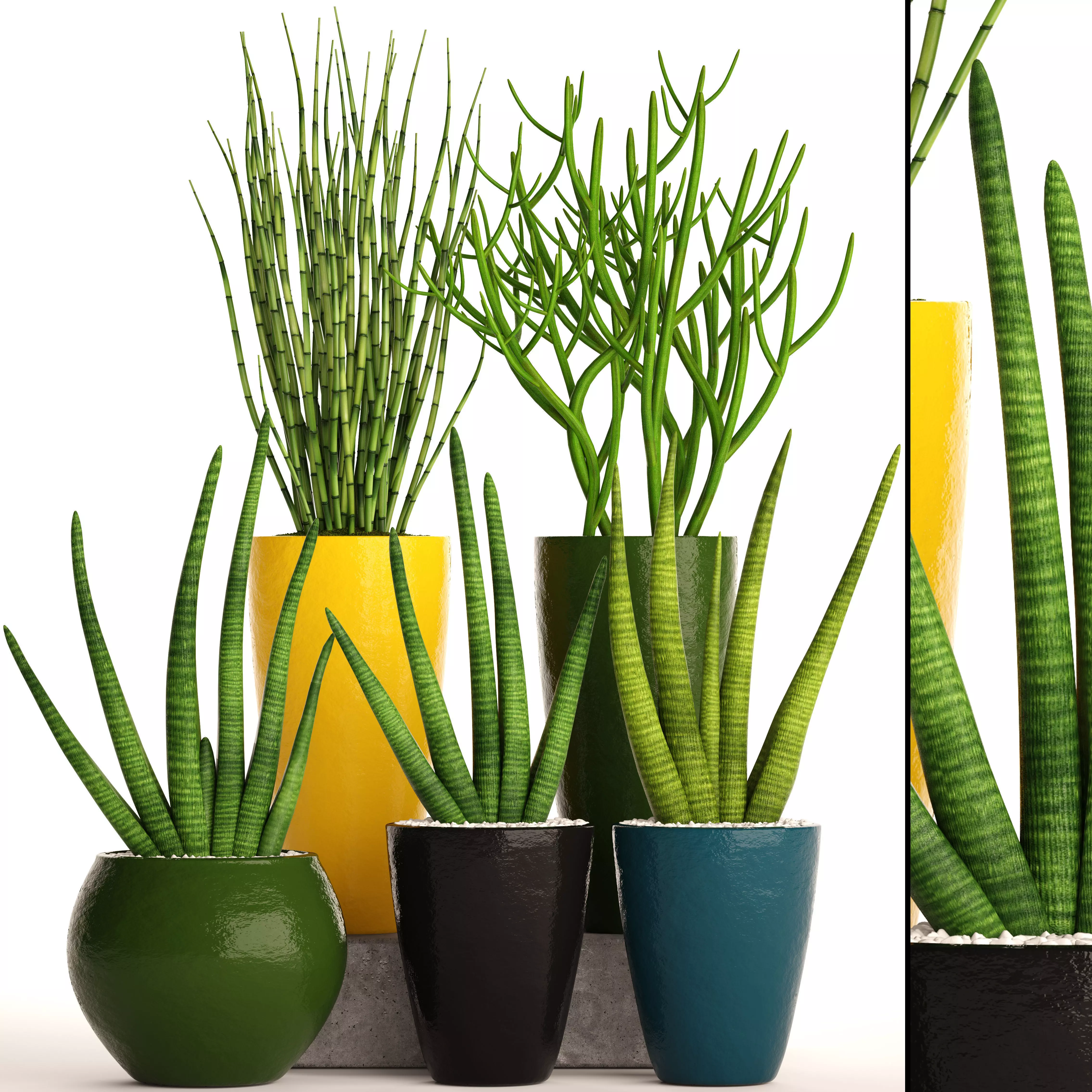 Sansevieria cylindrica set 3D model_0