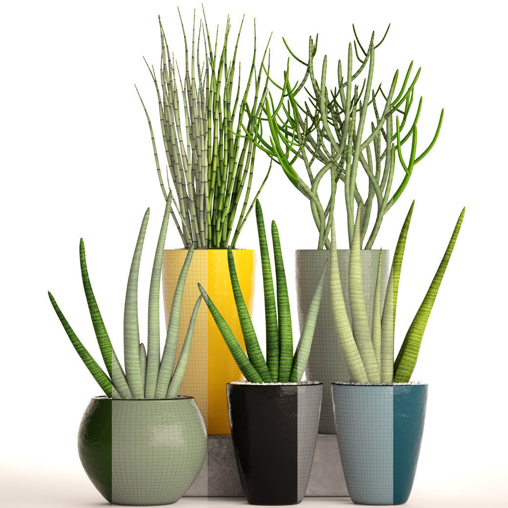 Sansevieria cylindrica set 3D model_5