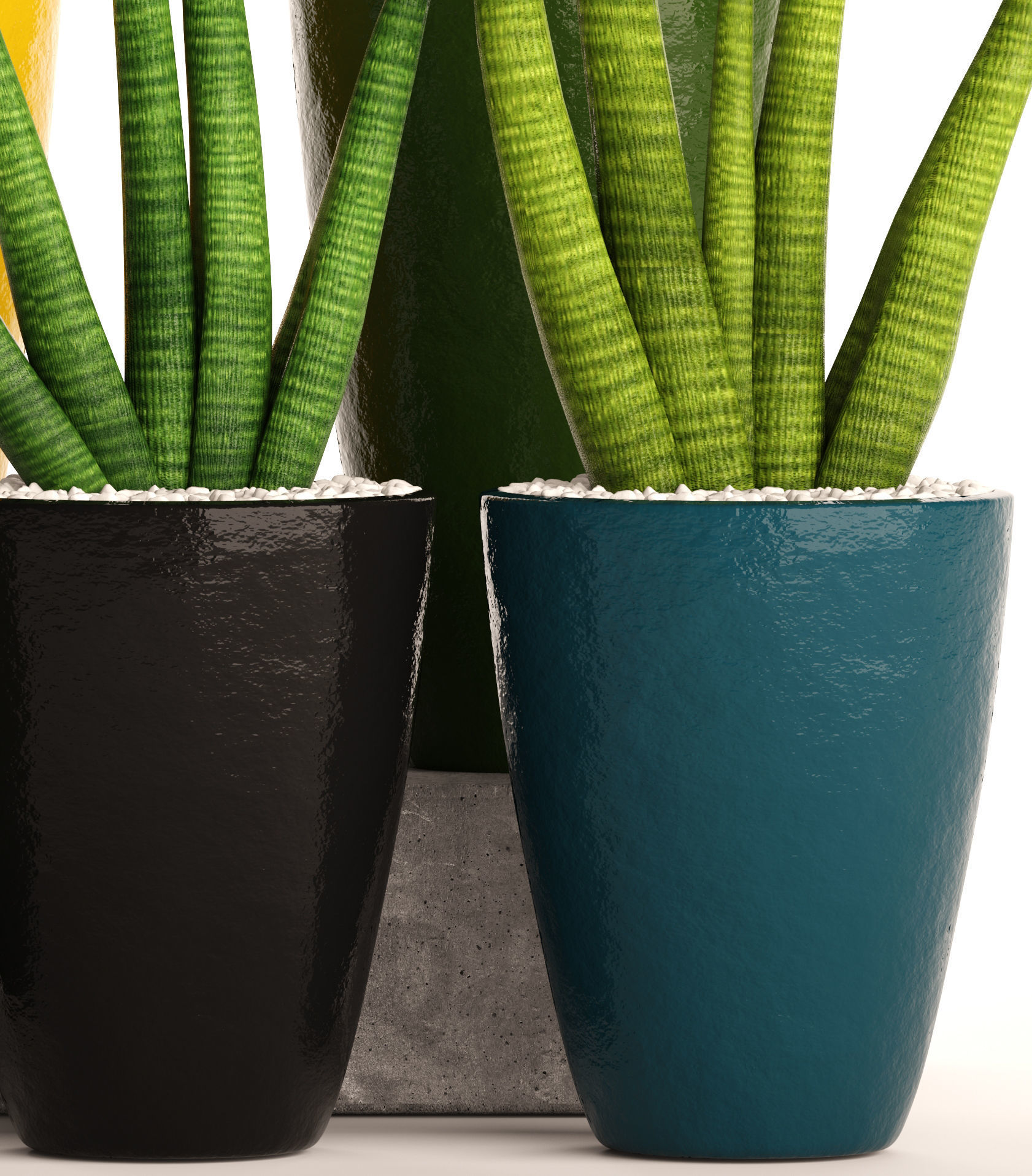 Sansevieria cylindrica set 3D model_1