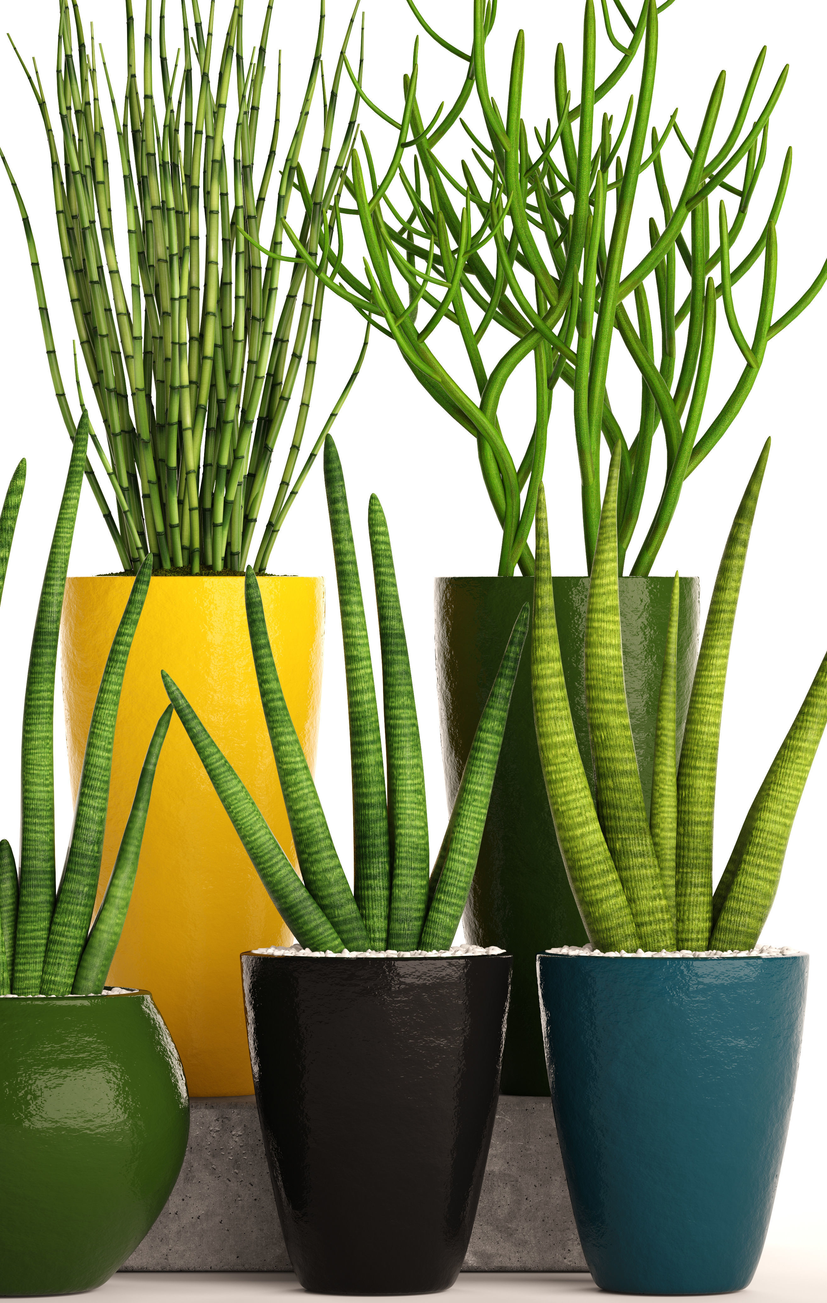 Sansevieria cylindrica set 3D model_10