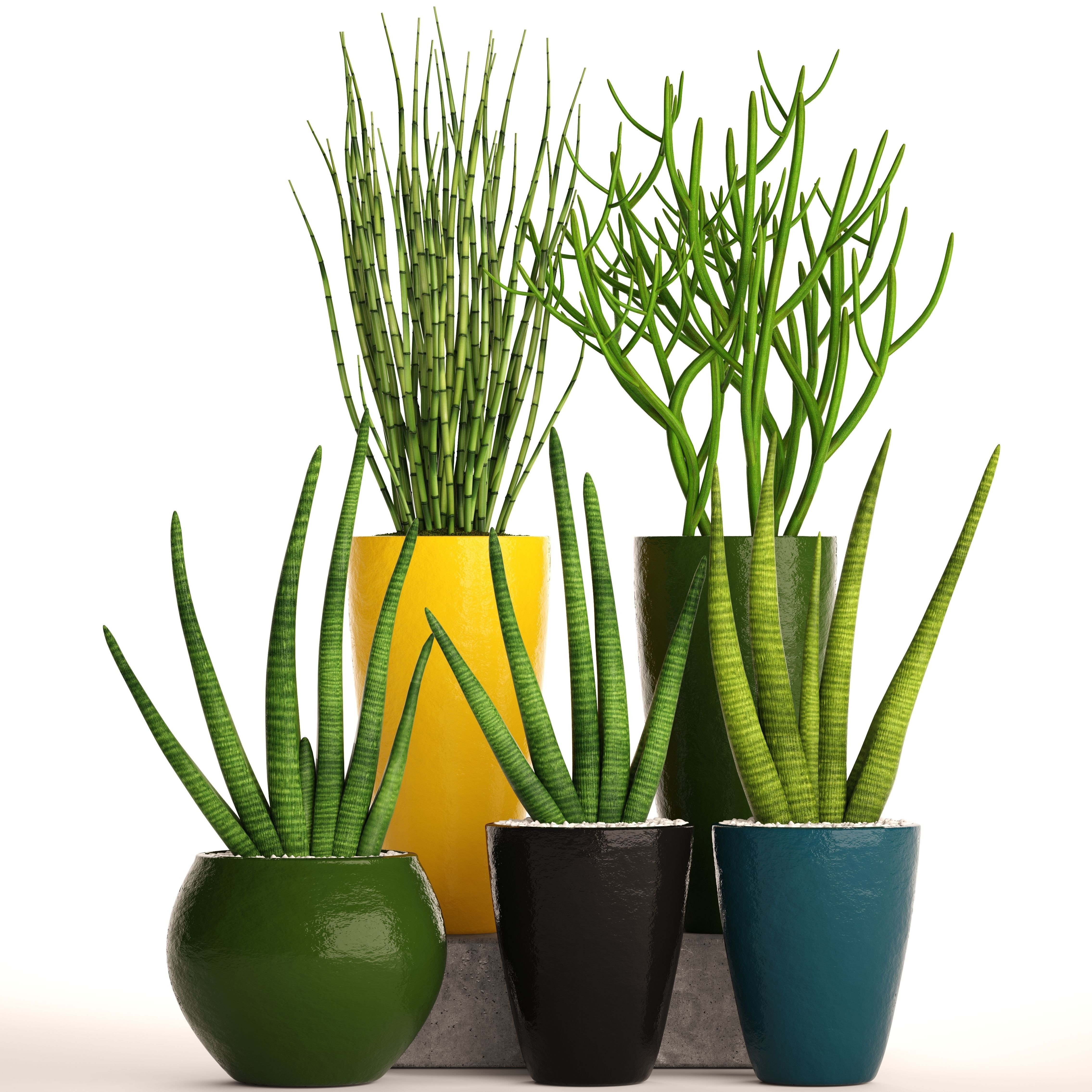 Sansevieria cylindrica set 3D model_7