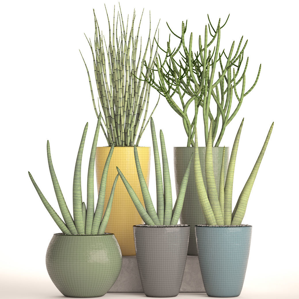 Sansevieria cylindrica set 3D model_3