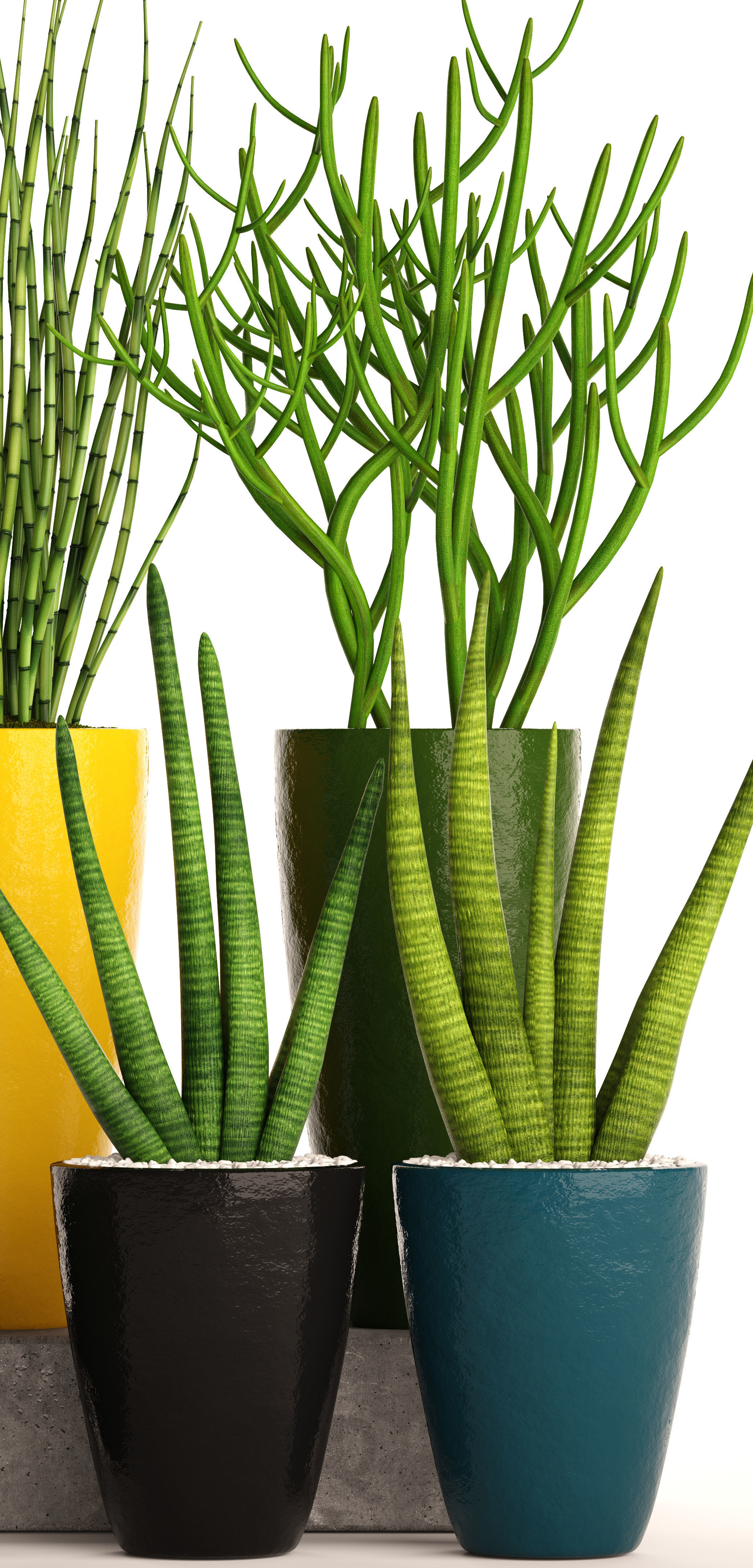 Sansevieria cylindrica set 3D model_8