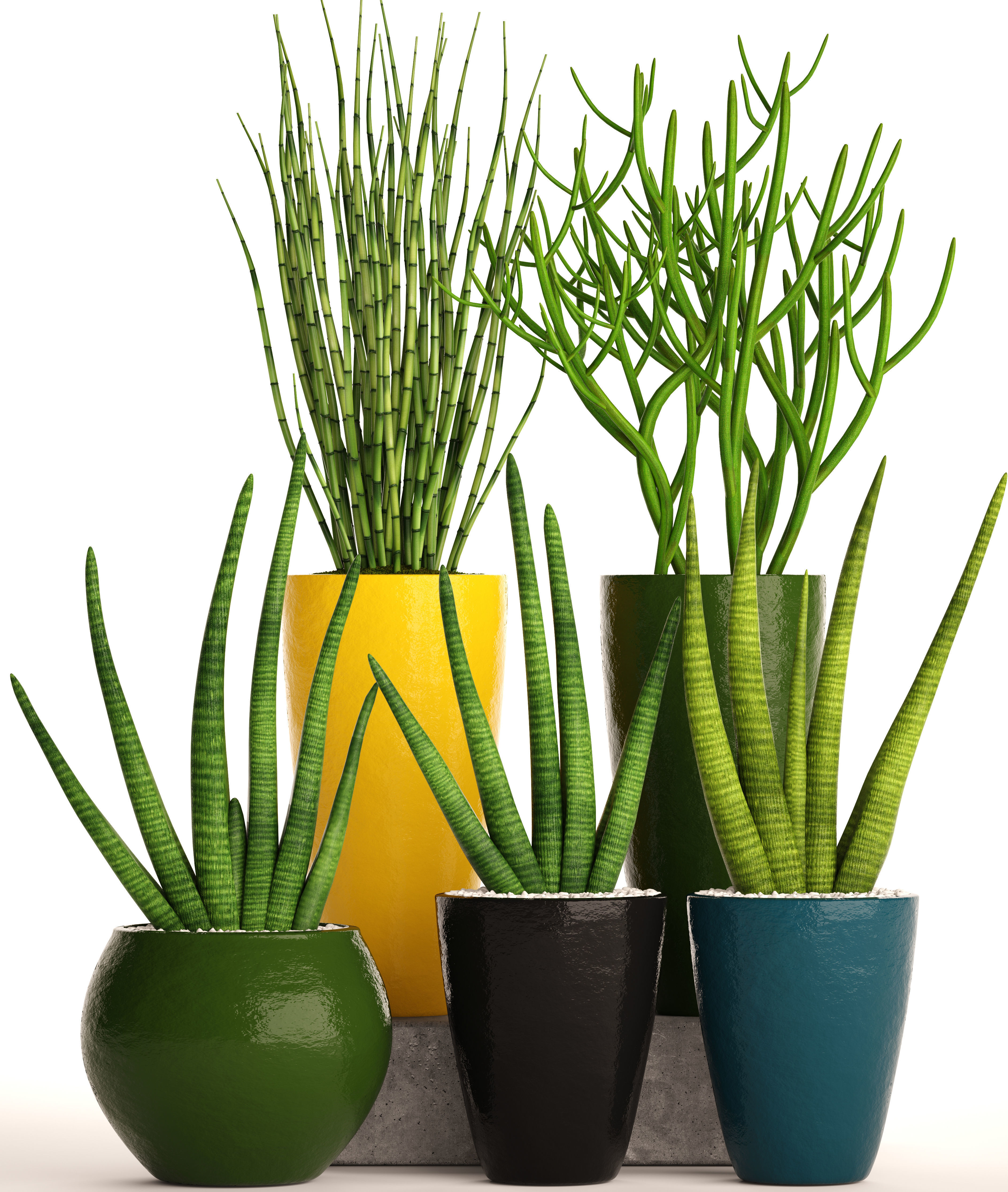 Sansevieria cylindrica set 3D model_11