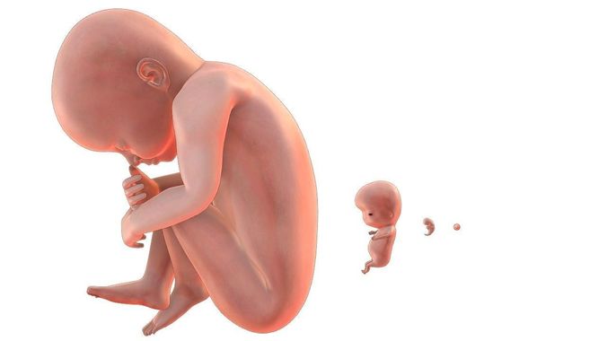 fetus simple 5 set Low-poly 3D model