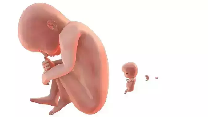 fetus simple 5 set Low-poly 3D model