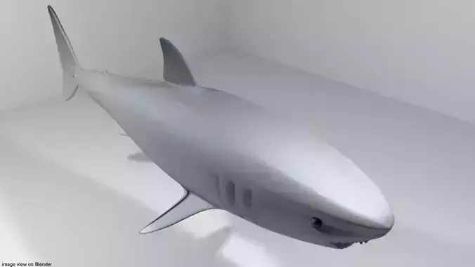 Shark - Great White