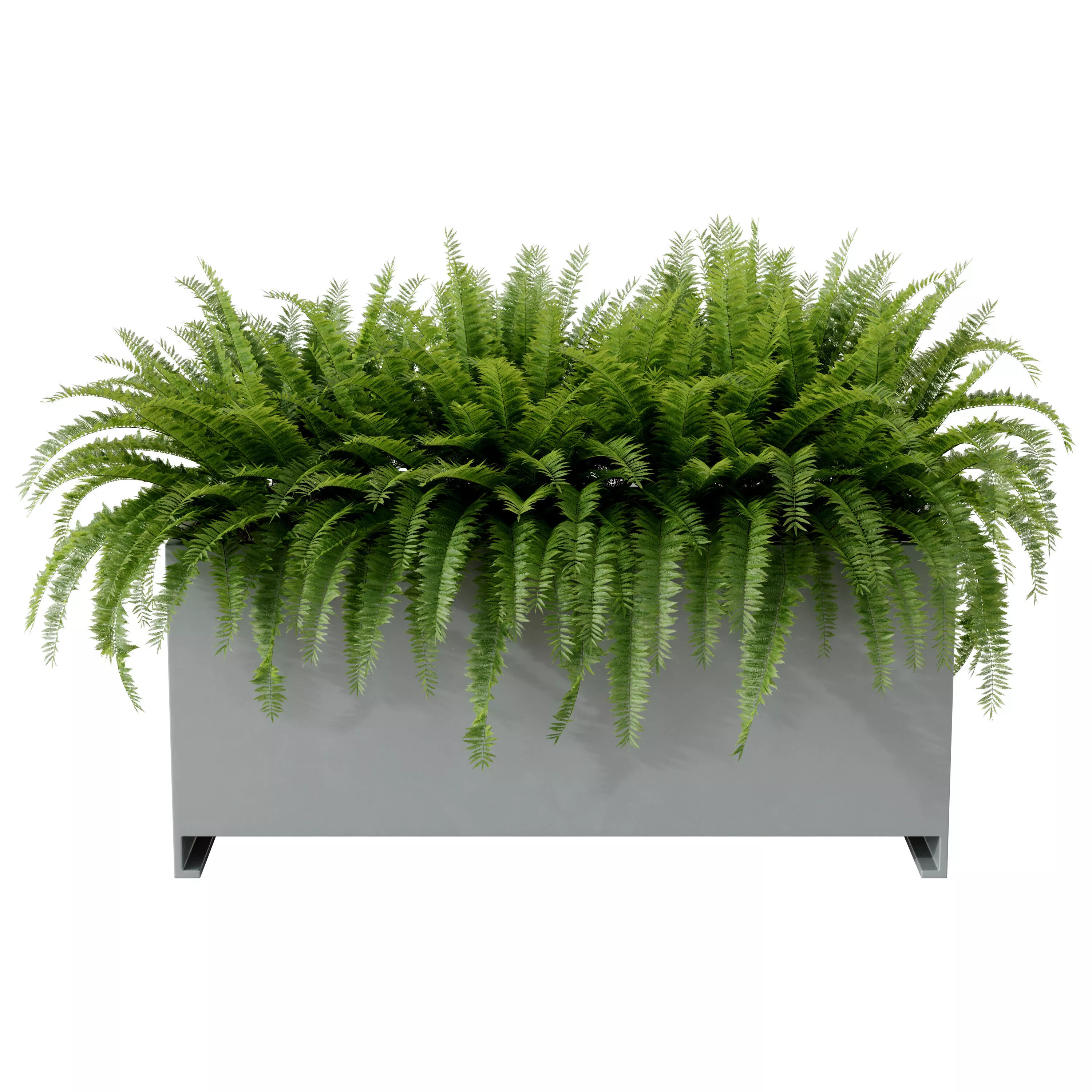 Boston Fern in Rectangular Planter 3D model