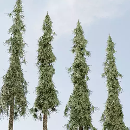Weeping White Spruce Collection 522 3D Tree Model