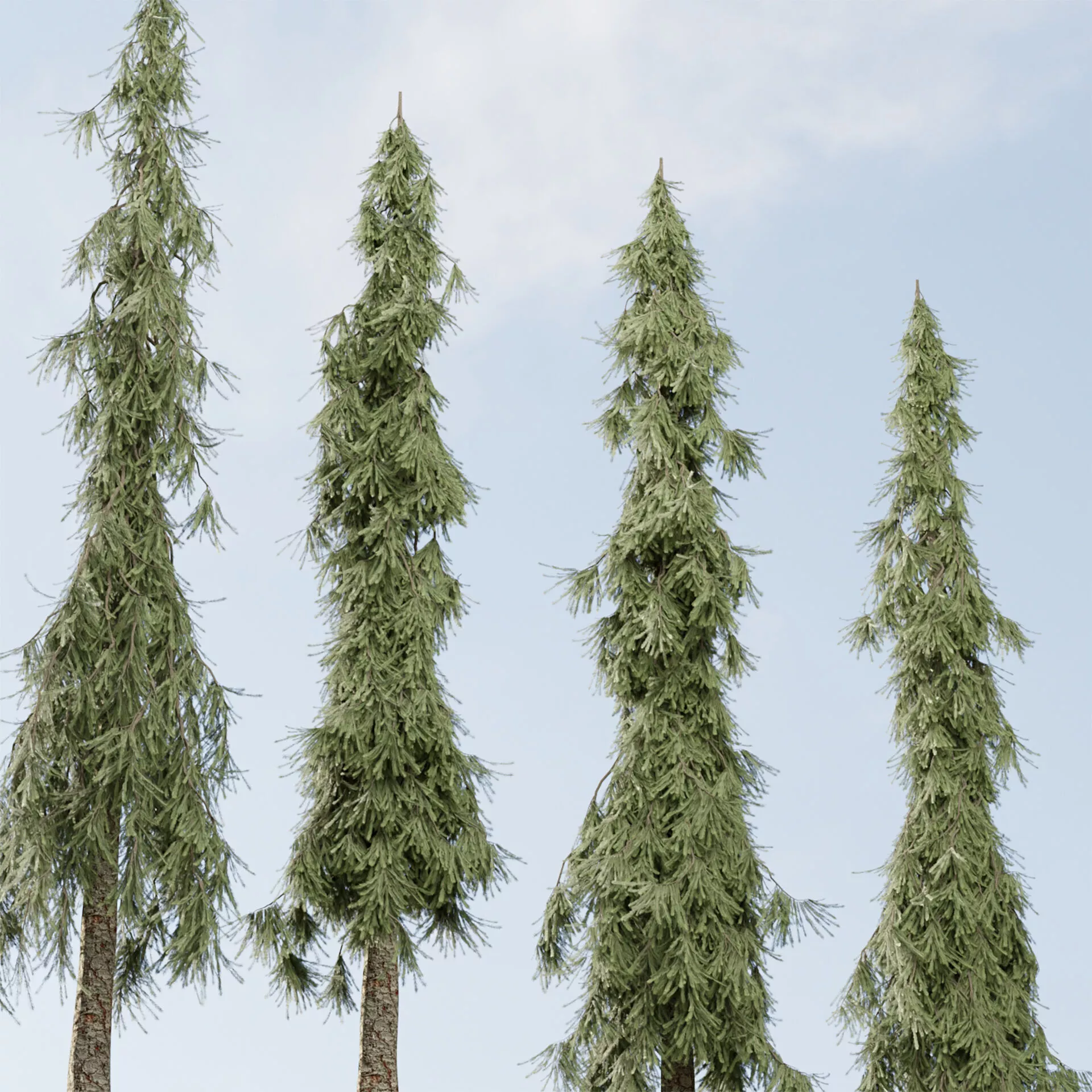Weeping White Spruce Collection 522 3D Tree Model 3D model