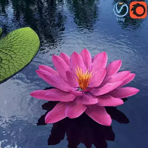 Water Lily - Plant - 0001
