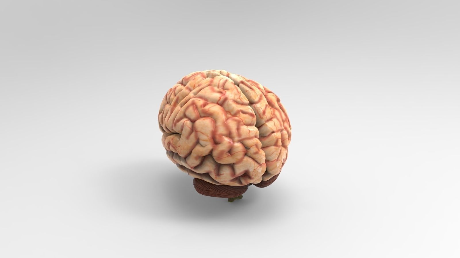 BRAIN TEXTURE FREE free 3D Model .max .obj .fbx .ma .mb